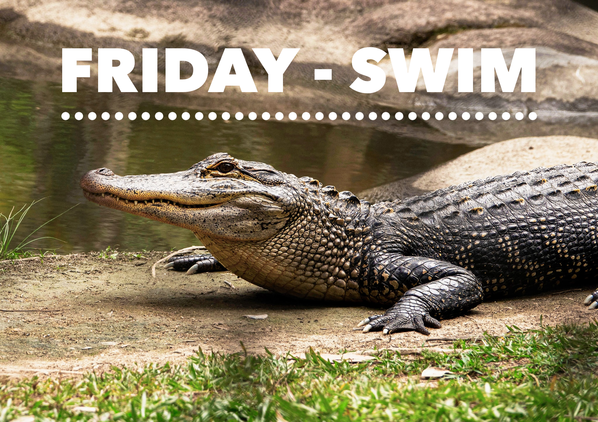 Friday – Swim